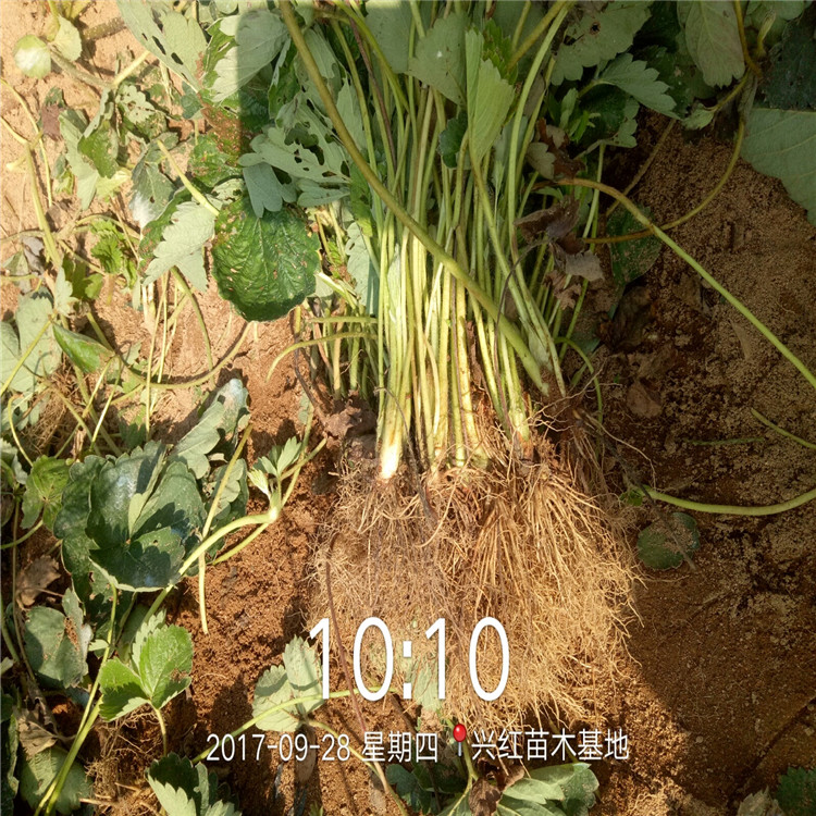 内江市草莓苗品种大全品种多成活率高好