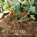 鄂州市草莓苗种植方法视频