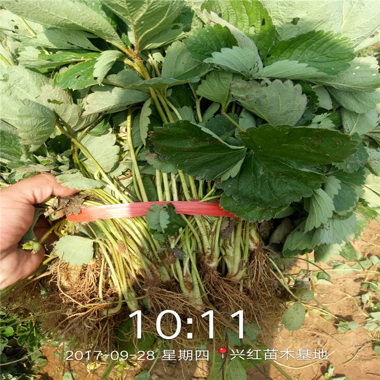 阜阳市牛奶草莓苗价格种植