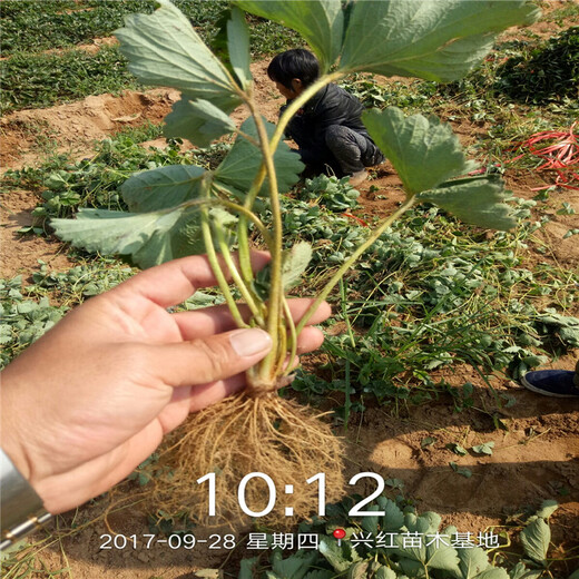 宝鸡市章姬草莓苗批发哪里有售