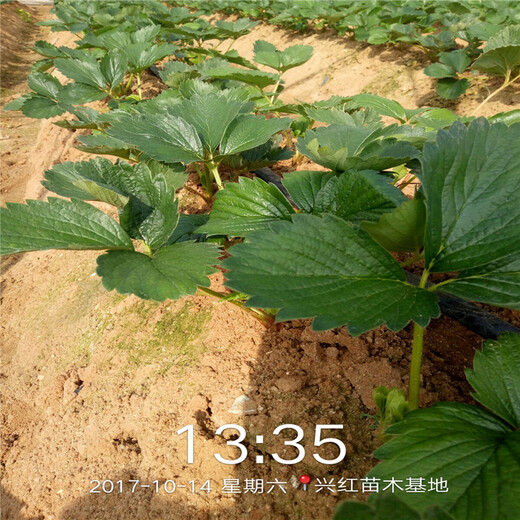 内江市草莓苗品种大全品种多成活率好
