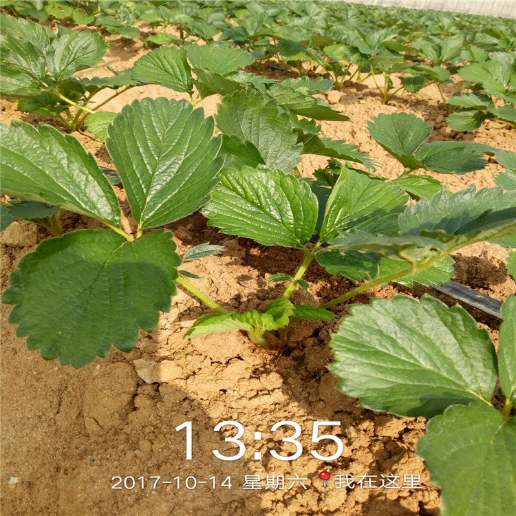 鹤壁草莓苗批发基地