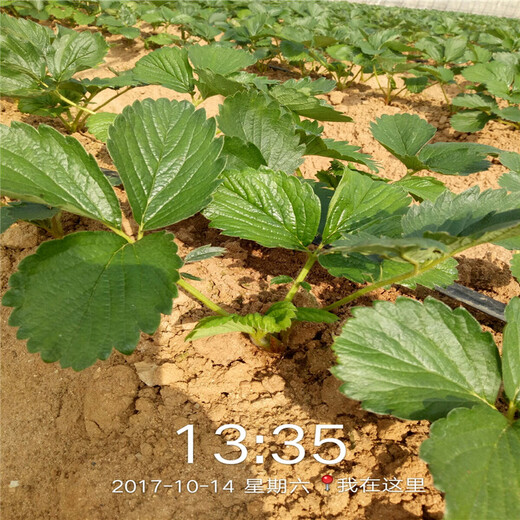 盐山县草莓苗批发基地