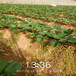 资阳市草莓苗种植方法