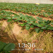乌海市草莓苗图片1棵多少价格图片