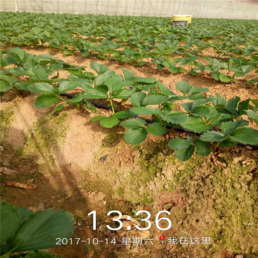 韶关市红颜草莓苗培育技术种植示范基地