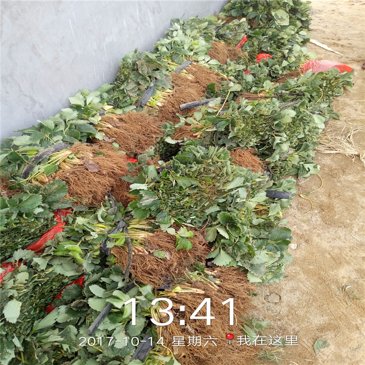 温州市章姬草莓苗批发一亩地需要种多少