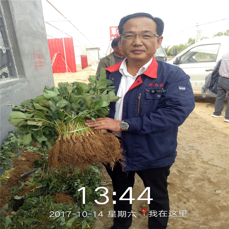 锦州市刚买的草莓苗怎么种种植示范基地