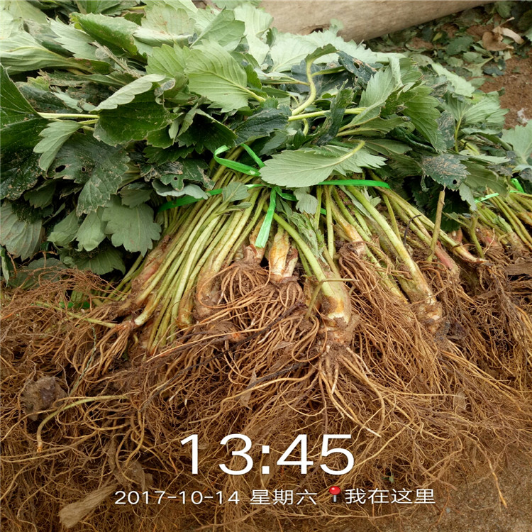 平山红颜草莓苗批发基地