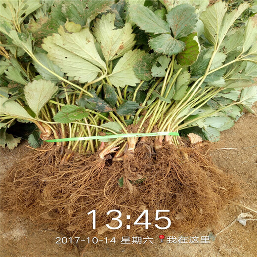 泰安市红颜草莓苗多少钱一棵种植方法