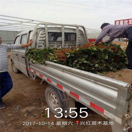 岳阳市红颜草莓苗培育技术一棵多少钱