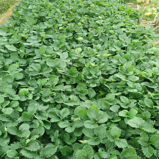 广州市红颜草莓苗价格免费提供技术