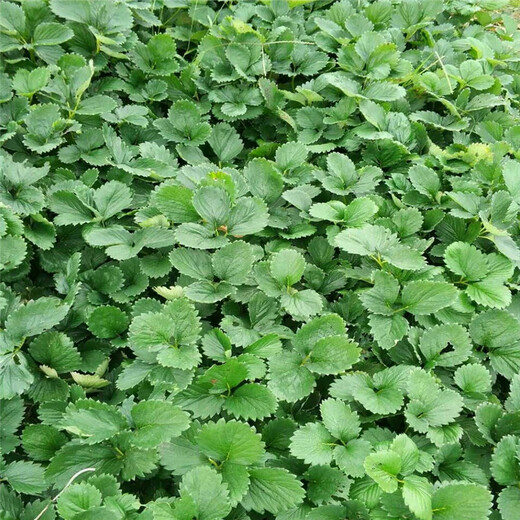 吕梁市白草莓苗批发种植示范基地