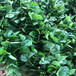 柳州市草莓苗种植方法