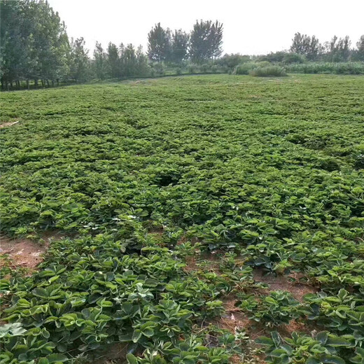 米林县红颜草莓苗批发基地