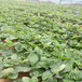 毕节市赛娃草莓苗批发种植示范基地