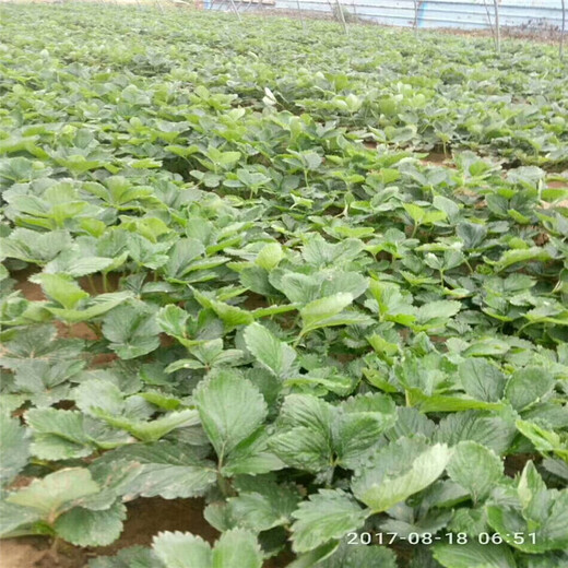 杭州市脱毒草莓苗种植技术指导