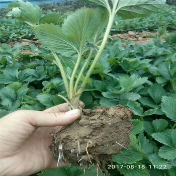 防城港市草莓苗种植方法100棵起售