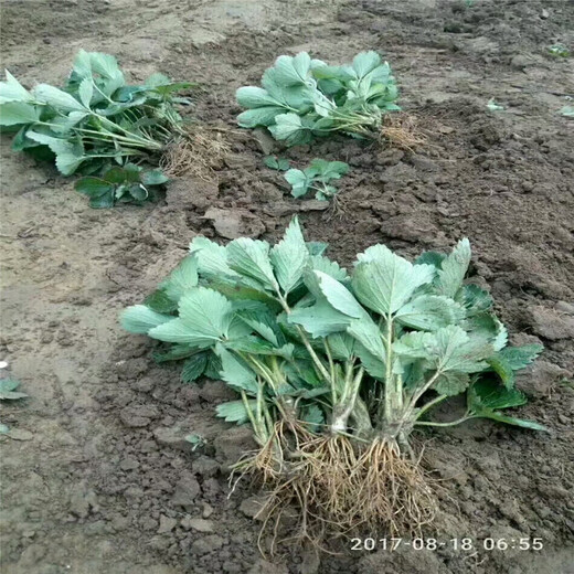 永靖县章姬草莓苗批发基地