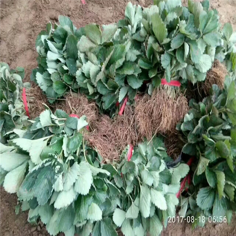 莫力达瓦达斡尔族自治旗红颜草莓苗批发基地