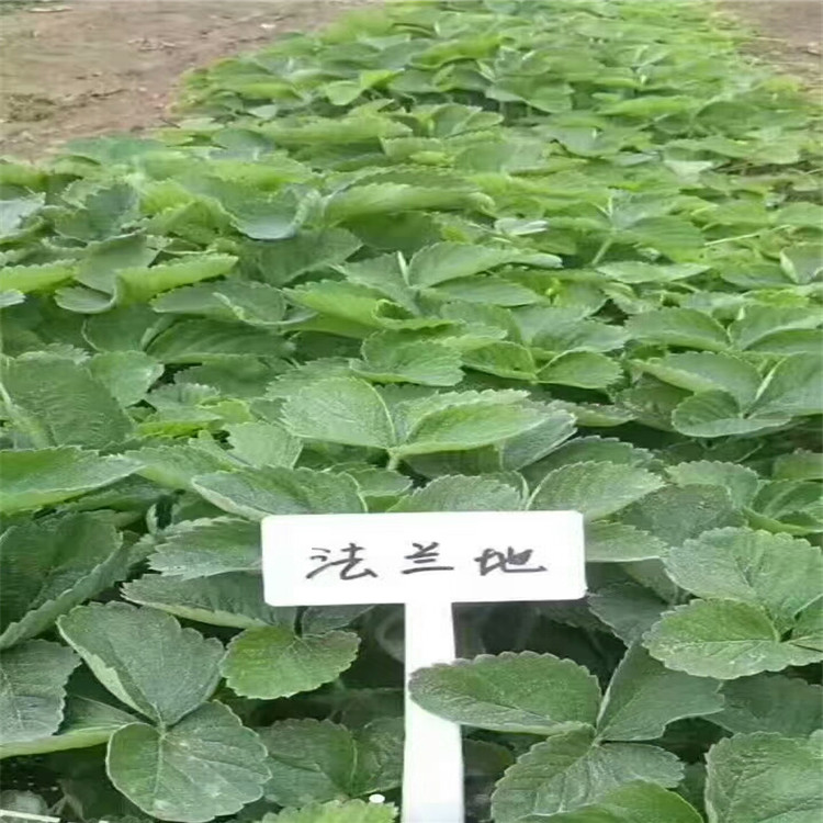 辽阳市奶油草莓苗价格哪里有售