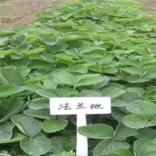 镇江市草莓苗批发超厂家