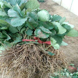 安阳市草莓苗种植方法视频抢购图片5