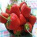 铜川市刚发芽的草莓苗图片
