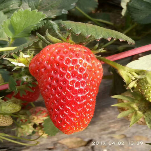 大理红颜草莓苗批发价格保姆式扶持