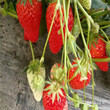 新乡市草莓苗的幼苗品种多成活率高质量好图片