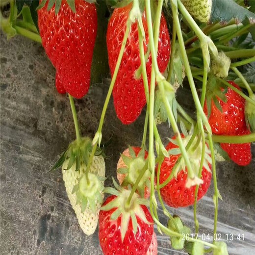 肥城章姬草莓苗批发基地