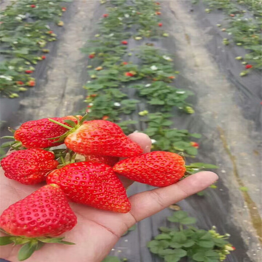 黔西南红颜草莓苗怎么种品种多成活率好