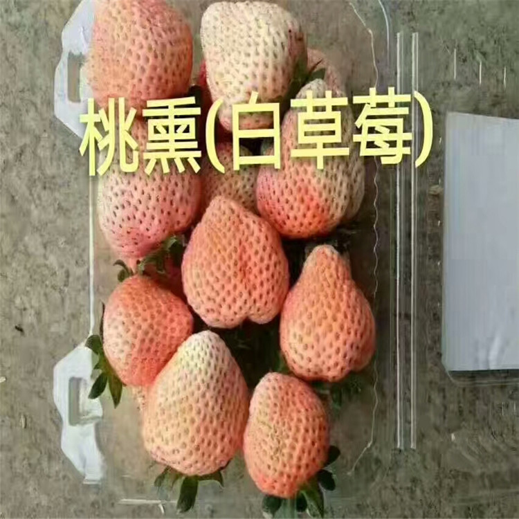 昭平县红颜草莓苗批发基地