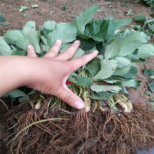 茂名市盆栽草莓苗怎么种育苗注意事项