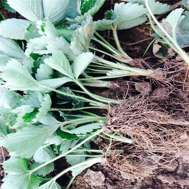 鹰潭市草莓苗怎么种植才活种植技术指导