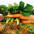 鹰潭市草莓苗价格种植示范基地