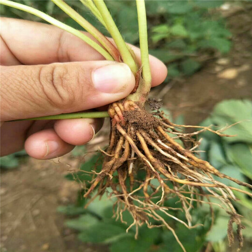 柘城县甜查理草莓苗批发基地