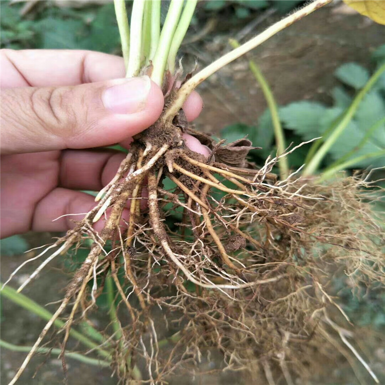 唐山市红颜草莓苗基地批发种植技术指导