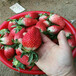 韶关市红颜草莓苗价格超低价厂家直销
