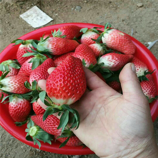 太和红颜草莓苗批发基地