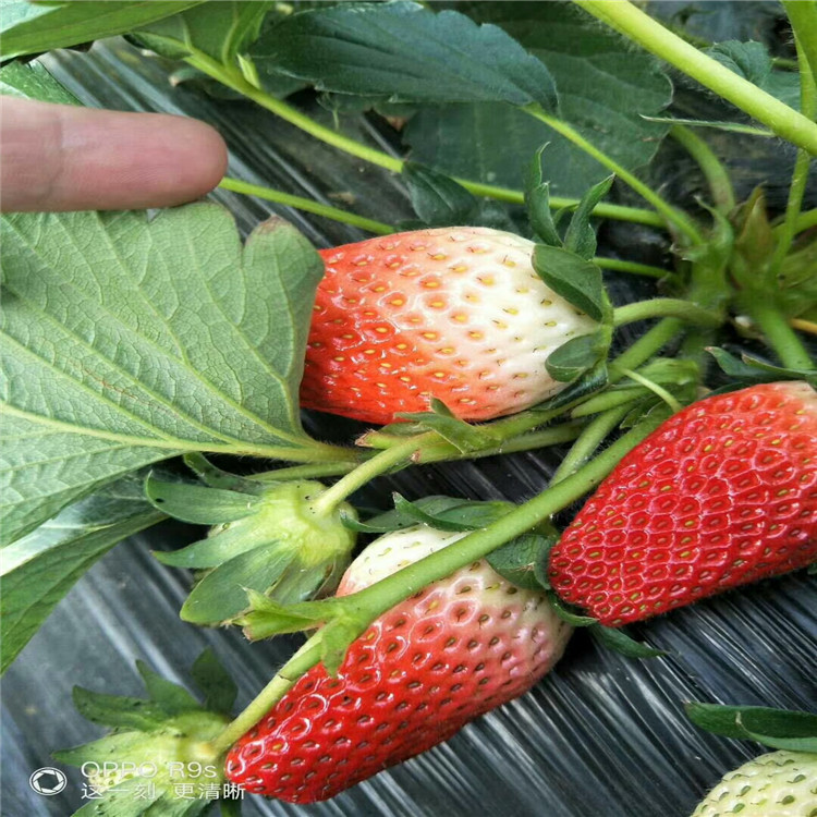 盘锦市刚发芽的草莓苗图片种植示范基地