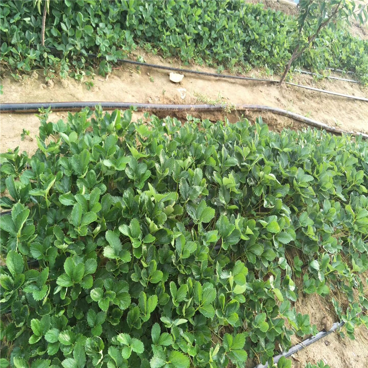 葫芦岛市草莓苗木繁殖技术