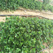 唐山市草莓苗什么时候种