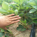 安阳市草莓苗种植方法视频抢购图片1