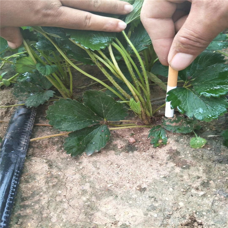 孝感市草莓苗种植高产成活率高