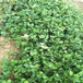 三明市泰安草莓苗品种