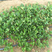 鄂州市盆栽草莓苗的种植方法