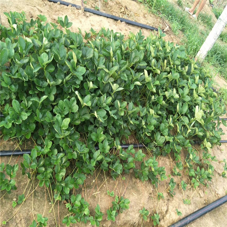 柳州市红颜草莓苗怎么种