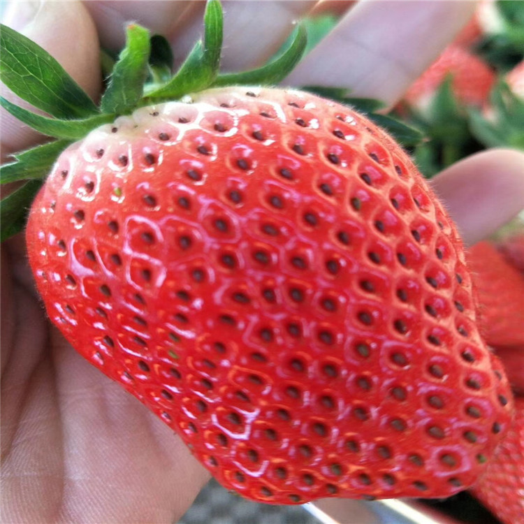 新余市红颜草莓苗多少钱种植示范基地
