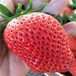 黄南刚出土的草莓苗图片